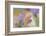 9063_Pastel spring ll-Heidi Westum-Framed Photographic Print