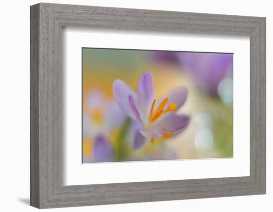 9063_Pastel spring ll-Heidi Westum-Framed Photographic Print