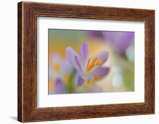 9063_Pastel spring ll-Heidi Westum-Framed Photographic Print