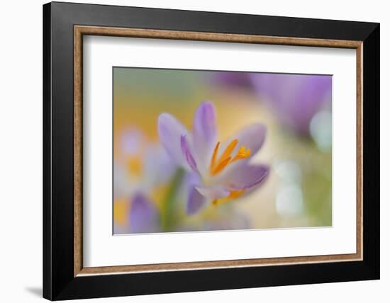 9063_Pastel spring ll-Heidi Westum-Framed Photographic Print