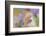 9063_Pastel spring ll-Heidi Westum-Framed Photographic Print