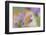 9063_Pastel spring ll-Heidi Westum-Framed Photographic Print