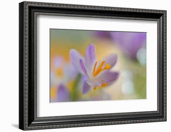 9063_Pastel spring ll-Heidi Westum-Framed Photographic Print