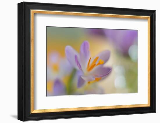 9063_Pastel spring ll-Heidi Westum-Framed Photographic Print