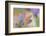 9063_Pastel spring ll-Heidi Westum-Framed Photographic Print