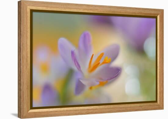 9063_Pastel spring ll-Heidi Westum-Framed Premier Image Canvas