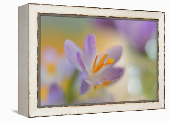 9063_Pastel spring ll-Heidi Westum-Framed Premier Image Canvas