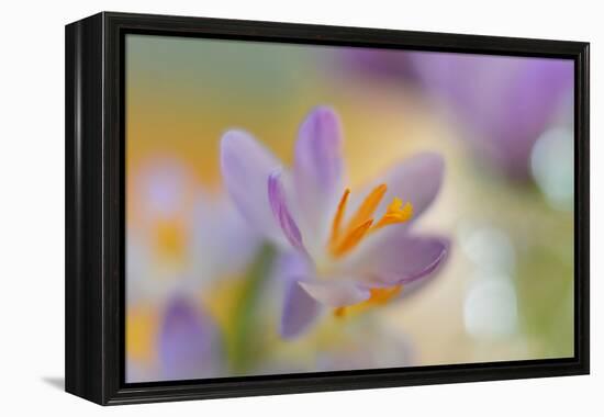 9063_Pastel spring ll-Heidi Westum-Framed Premier Image Canvas