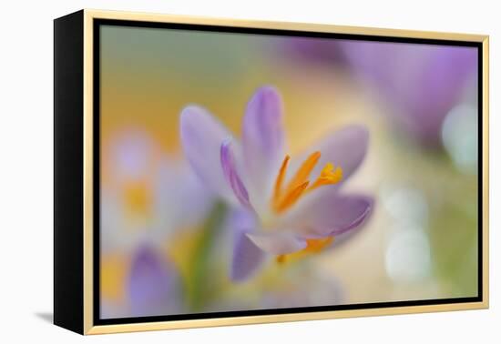 9063_Pastel spring ll-Heidi Westum-Framed Premier Image Canvas