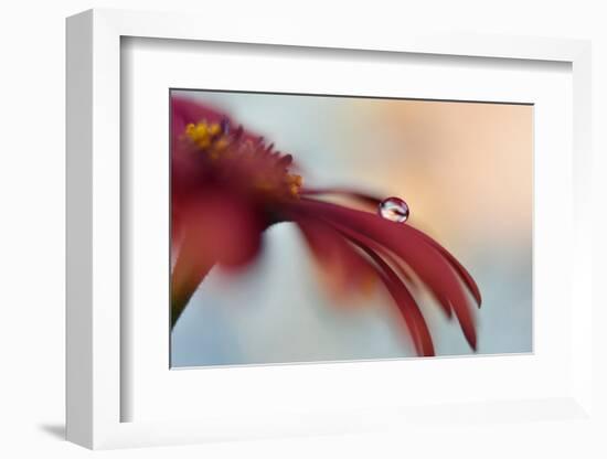 9283_The drop-Heidi Westum-Framed Photographic Print