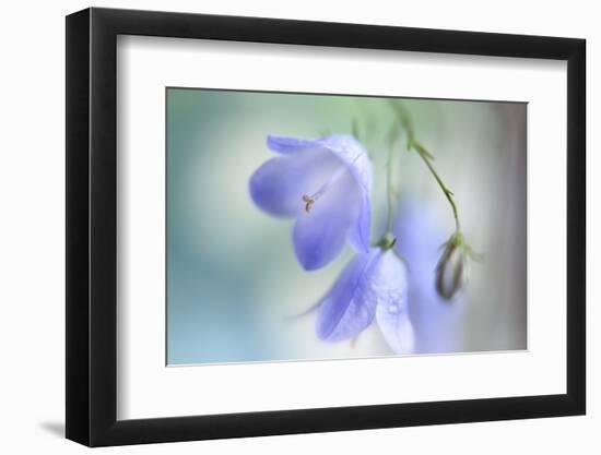 9812_In the summer light-Heidi Westum-Framed Photographic Print