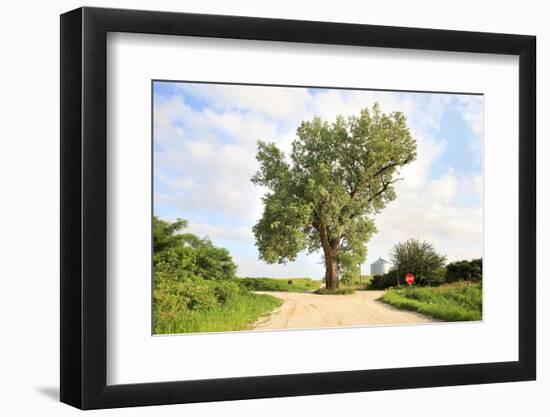 A 158 Year Old Cottonwood Tree Grows in the Middle of an Intersection in Rural Audubon County, Iowa-soupstock-Framed Photographic Print