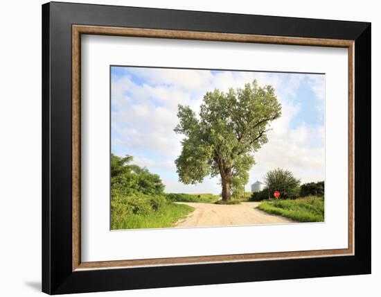 A 158 Year Old Cottonwood Tree Grows in the Middle of an Intersection in Rural Audubon County, Iowa-soupstock-Framed Photographic Print