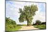 A 158 Year Old Cottonwood Tree Grows in the Middle of an Intersection in Rural Audubon County, Iowa-soupstock-Mounted Photographic Print