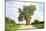 A 158 Year Old Cottonwood Tree Grows in the Middle of an Intersection in Rural Audubon County, Iowa-soupstock-Mounted Photographic Print