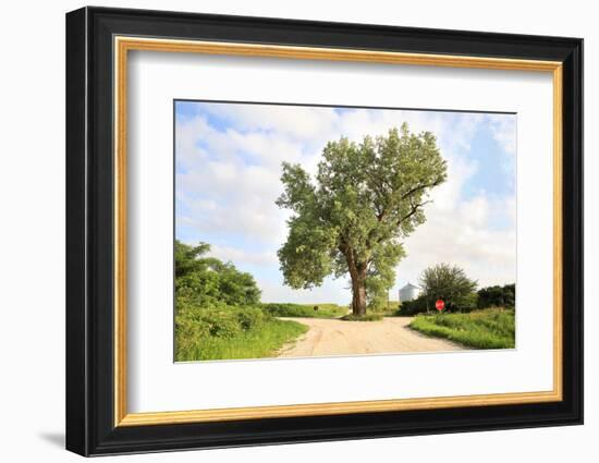 A 158 Year Old Cottonwood Tree Grows in the Middle of an Intersection in Rural Audubon County, Iowa-soupstock-Framed Photographic Print