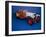 A 1924 Delage Boattail Labourdette-null-Framed Photographic Print