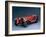 A 1933 Alfa Romeo 8C 2300 Corto-null-Framed Premium Photographic Print