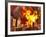 A 3D Conceptual Image of a Stealth Bomber Nuking a City-Stocktrek Images-Framed Photographic Print