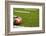 A American Football on a Green Football Field-flippo-Framed Photographic Print