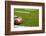 A American Football on a Green Football Field-flippo-Framed Photographic Print