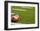 A American Football on a Green Football Field-flippo-Framed Photographic Print