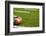 A American Football on a Green Football Field-flippo-Framed Photographic Print