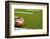 A American Football on a Green Football Field-flippo-Framed Photographic Print