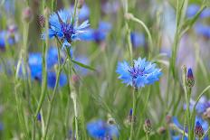 Cornflowers, Centaurea Cyanus, Macro-A. Astes-Photographic Print