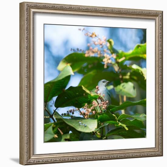 A Azure-Shouldered Tanager on a Branch in the Atlantic Rainforest-Alex Saberi-Framed Photographic Print