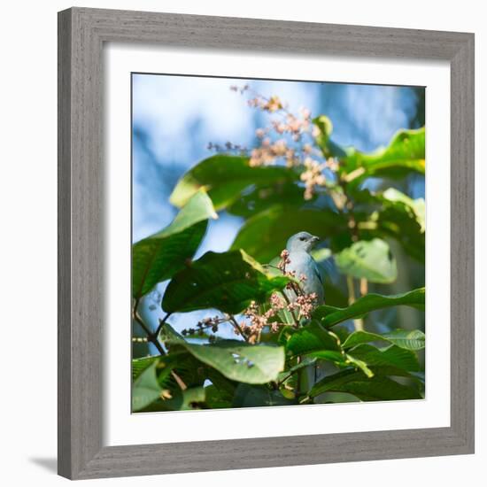 A Azure-Shouldered Tanager on a Branch in the Atlantic Rainforest-Alex Saberi-Framed Photographic Print