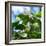 A Azure-Shouldered Tanager on a Branch in the Atlantic Rainforest-Alex Saberi-Framed Photographic Print