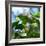 A Azure-Shouldered Tanager on a Branch in the Atlantic Rainforest-Alex Saberi-Framed Photographic Print