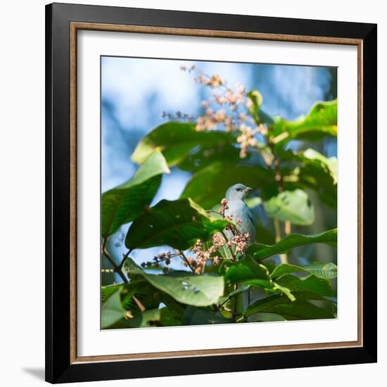 A Azure-Shouldered Tanager on a Branch in the Atlantic Rainforest-Alex Saberi-Framed Photographic Print