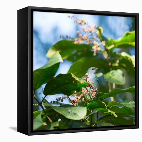 A Azure-Shouldered Tanager on a Branch in the Atlantic Rainforest-Alex Saberi-Framed Premier Image Canvas