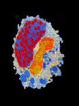 Coloured TEM of Rhinoviruses, Cause of Common Cold-A.B. Dowsett-Framed Photographic Print