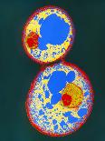 Coloured TEM of Rhinoviruses, Cause of Common Cold-A.B. Dowsett-Framed Photographic Print