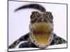 A Baby Alligator Rests in a Shoe at Bristol Zoo, November 1997-null-Mounted Photographic Print