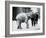 A Baby Asian Elephant Raising Its' Trunk at a Keeper While Other Keepers Look On-Frederick William Bond-Framed Giclee Print