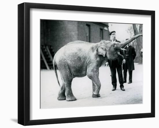 A Baby Asian Elephant Raising Its' Trunk at a Keeper While Other Keepers Look On-Frederick William Bond-Framed Giclee Print