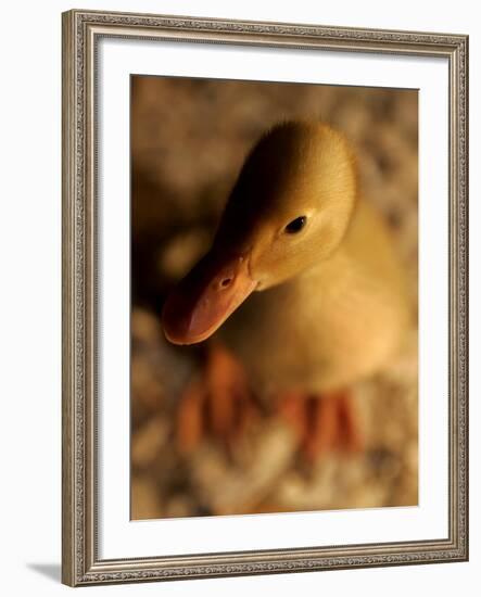 A Baby Bantam Duck is Displayed Near a Warm Lightbulb at the Pennsylvania Farm Show-null-Framed Photographic Print