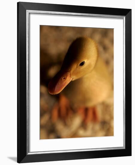 A Baby Bantam Duck is Displayed Near a Warm Lightbulb at the Pennsylvania Farm Show-null-Framed Photographic Print