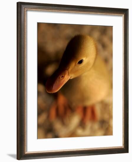 A Baby Bantam Duck is Displayed Near a Warm Lightbulb at the Pennsylvania Farm Show-null-Framed Photographic Print