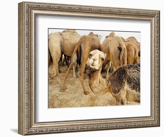 A Baby Camel Stands by as Older Ones Feed Near the Mauritanian Capital Nouakchott-null-Framed Photographic Print