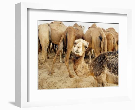 A Baby Camel Stands by as Older Ones Feed Near the Mauritanian Capital Nouakchott-null-Framed Photographic Print