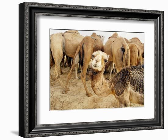 A Baby Camel Stands by as Older Ones Feed Near the Mauritanian Capital Nouakchott-null-Framed Photographic Print