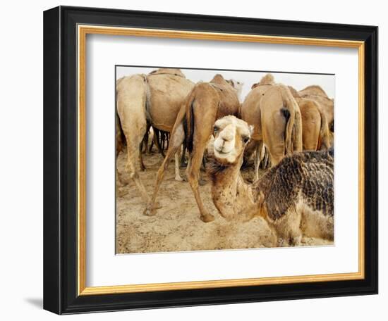 A Baby Camel Stands by as Older Ones Feed Near the Mauritanian Capital Nouakchott-null-Framed Photographic Print