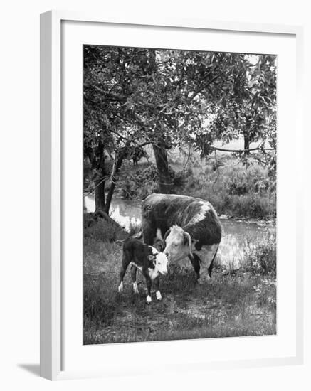 A Baby Cow and it's Mother Grazing in a Field on the Turner Ranch Near the River-null-Framed Photographic Print