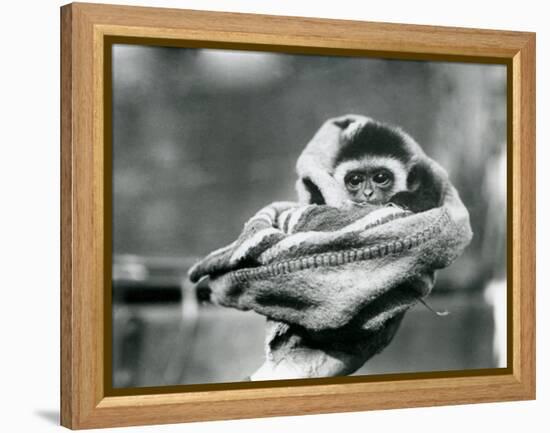 A Baby Gibbon Wrapped in a Blanket and Held in One Hand at London Zoo, June 1922-Frederick William Bond-Framed Premier Image Canvas