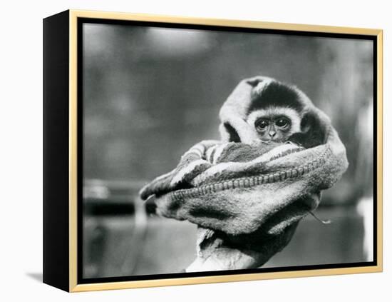 A Baby Gibbon Wrapped in a Blanket and Held in One Hand at London Zoo, June 1922-Frederick William Bond-Framed Premier Image Canvas